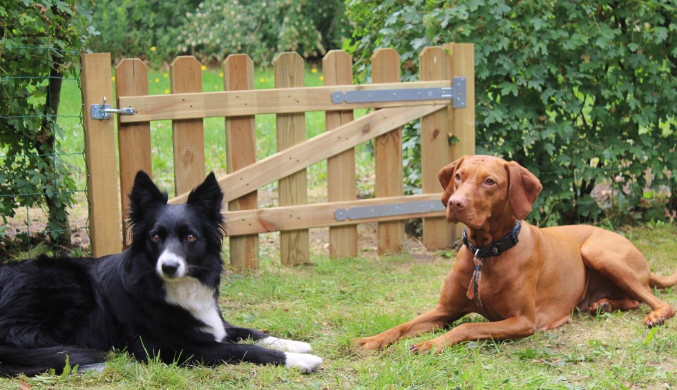 honden vakantie