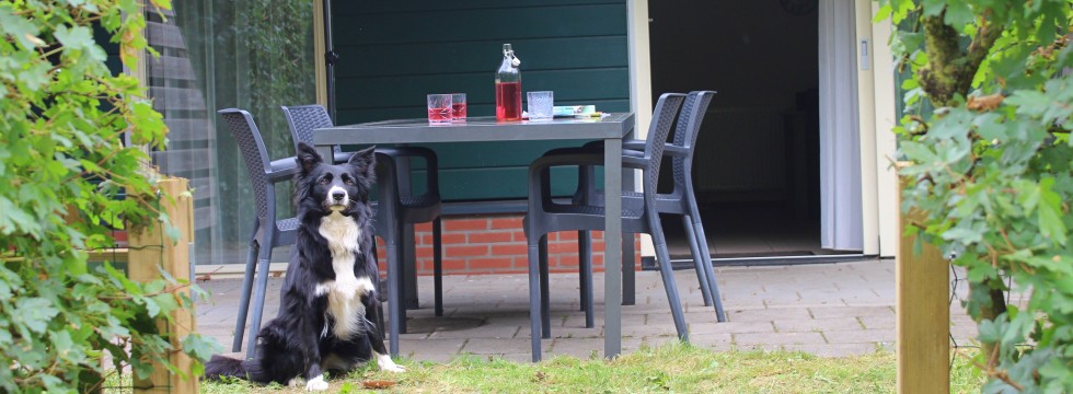tuin.JPG