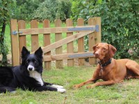 honden vakantie