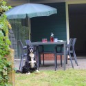 tuin.JPG