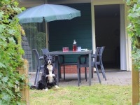 tuin.JPG